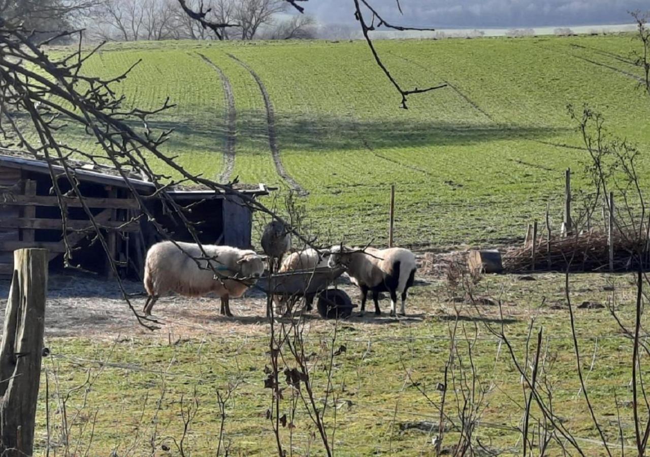 Exklusive Naturoase Direkt Am Ars Natura Wanderweg Mit Panoramablick Auf Melsungen Zewnętrze zdjęcie